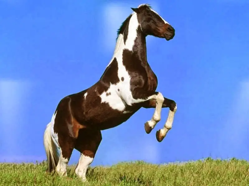caballo simbologia celta