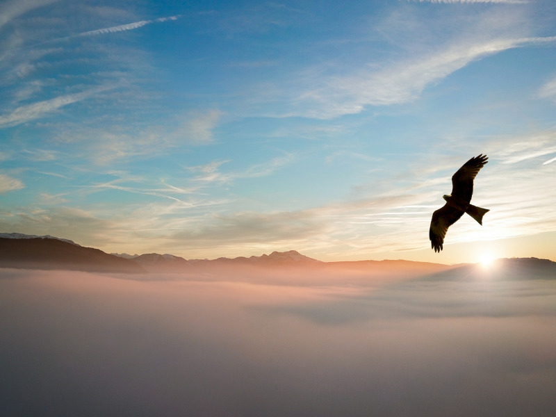 Águila en el cielo