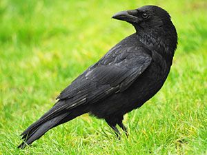 Crow Totem Animal