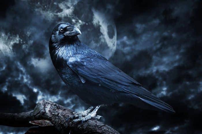 Raven Spirit Animal
