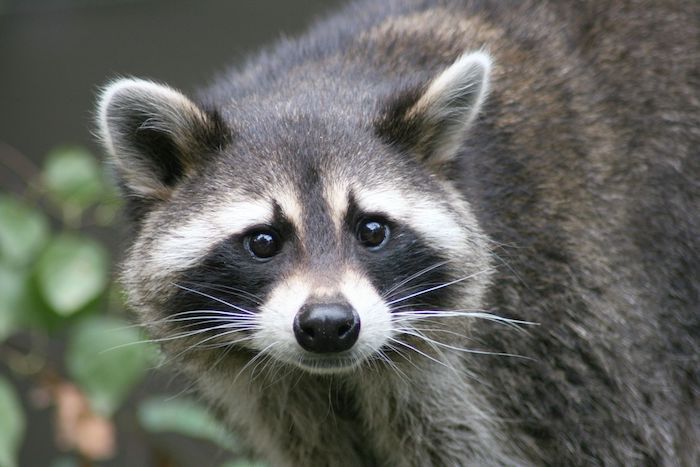 Raccoon Spirit Animal
