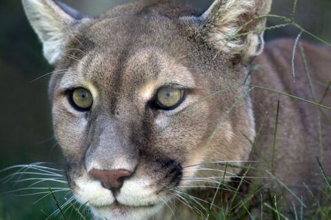 Cougar Spirit Animal
