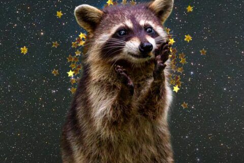 Collage of a happy racoon with gold stars and space with stars in the background