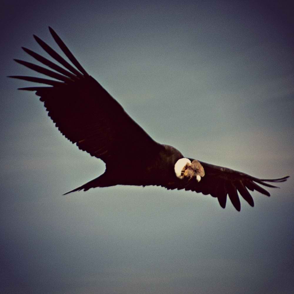 Cóndor