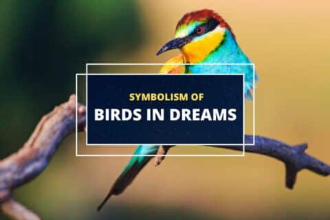 soñar con un pájaro