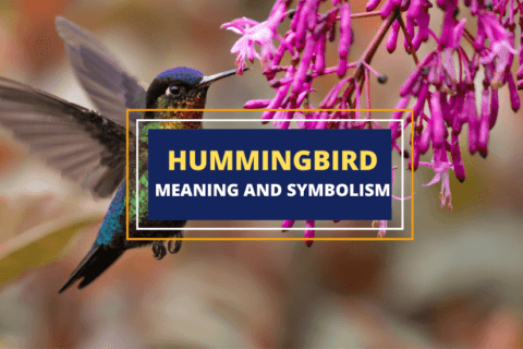 Simbolismo del significado del colibrí