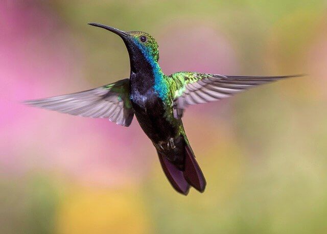 Colibrí