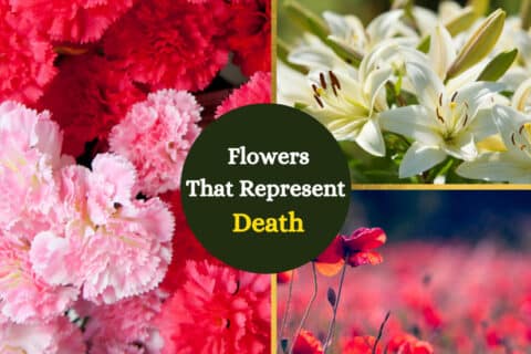 Flores que simbolizan la muerte en diferentes culturas