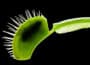 Meaning of Carnivorous Plants
