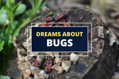 Sueños con insectos: ¿qué significan?