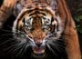 Tiger Animal Guide Meaning