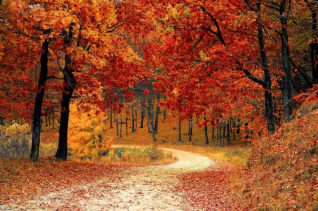 árboles de otoño