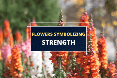 flowers that symbolize strength