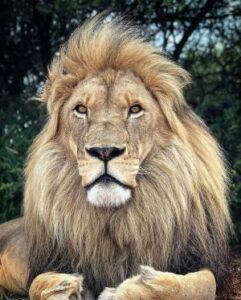 león león rey