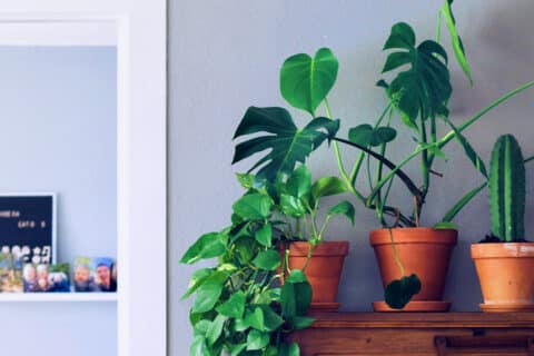 plants that improve positive energy in the home