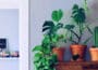 plants that improve positive energy in the home