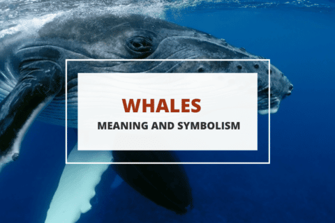 what do whales symbolize