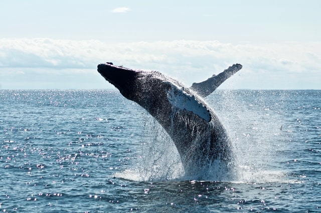 significado de ballena