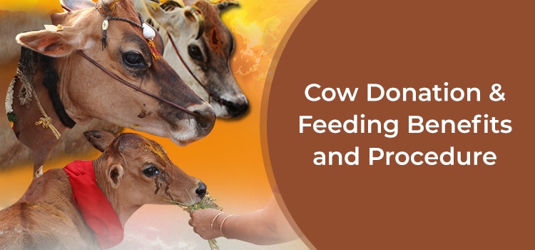 Cow Donation & Feeding Benefits and Procedure