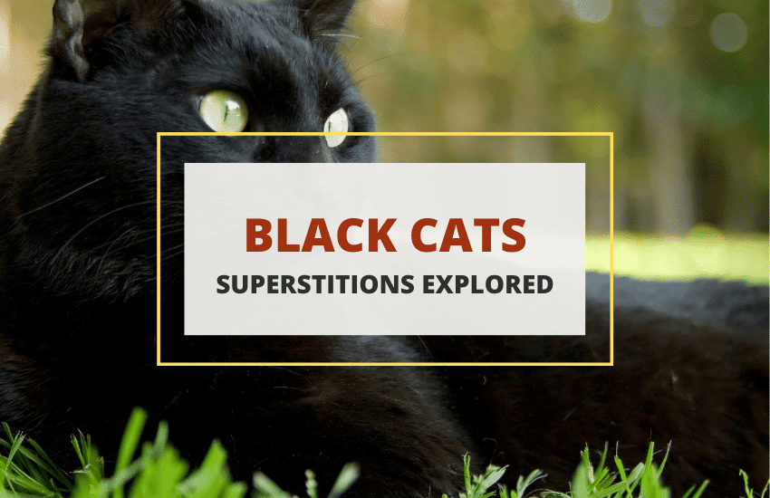 superstición del gato negro