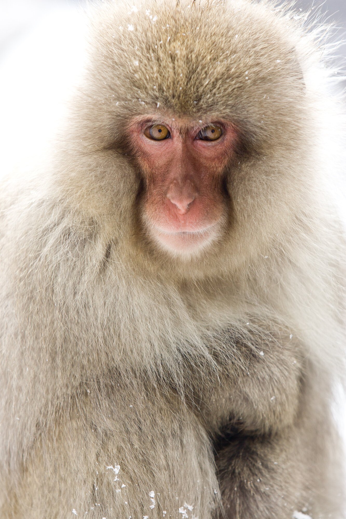     Foto de mono de nieve japonés