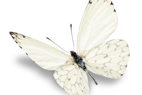 ¿Qué significa la mariposa blanca? ¿Amor, muerte o...?