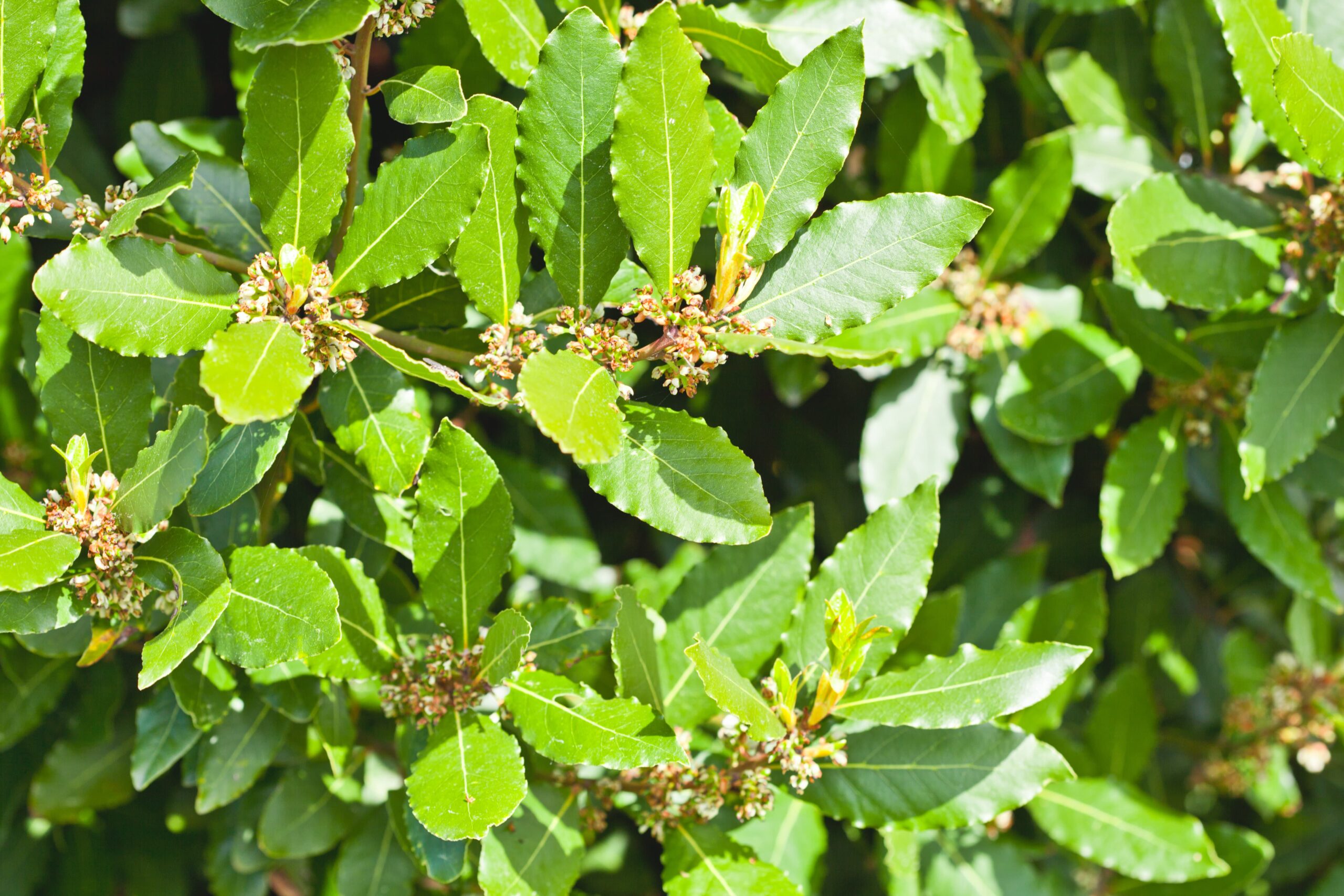 plantacion-de-hojas-de-laurel-laurus-nobilis