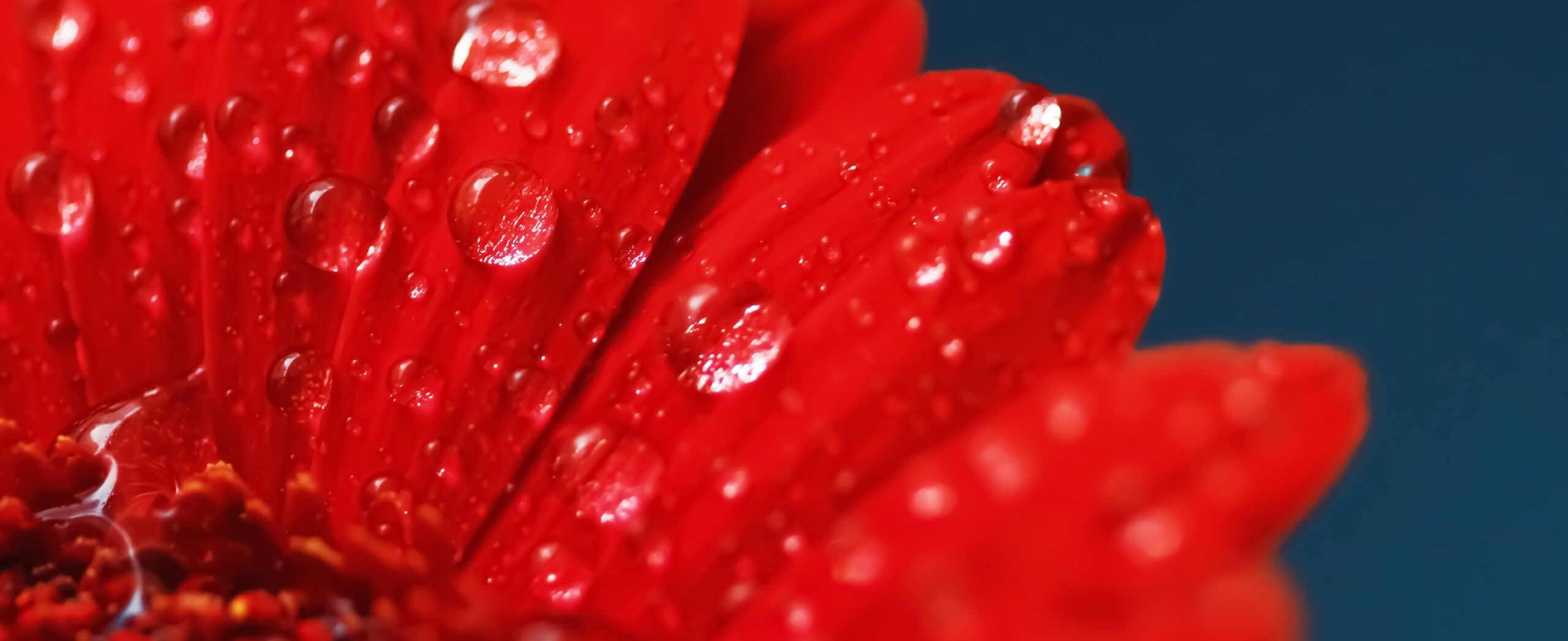 Flor de margarita roja que significa amor, pétalos de pasión y fondo floral de rocío de la mañana 1