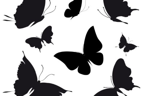 Significado y simbolismo de la mariposa negra