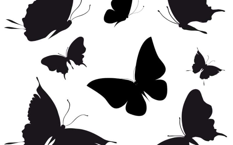 Significado y simbolismo de la mariposa negra