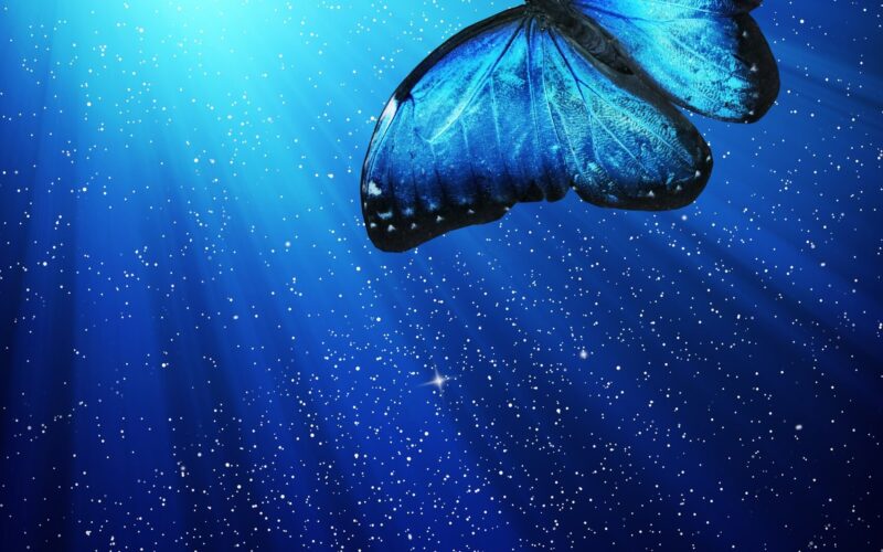 Significado espiritual y simbólico de la mariposa monarca azul-negra