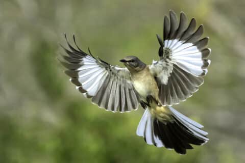 Symbolic Meaning of Mockingbirds