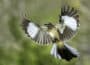Symbolic Meaning of Mockingbirds