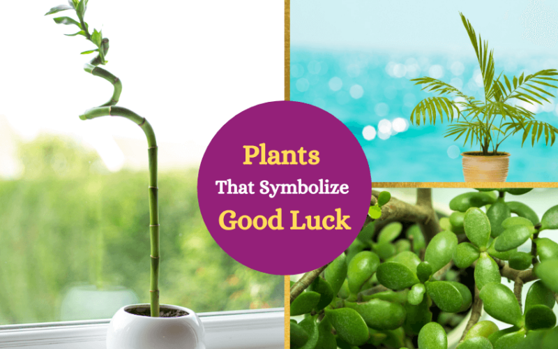 Good luck plants
