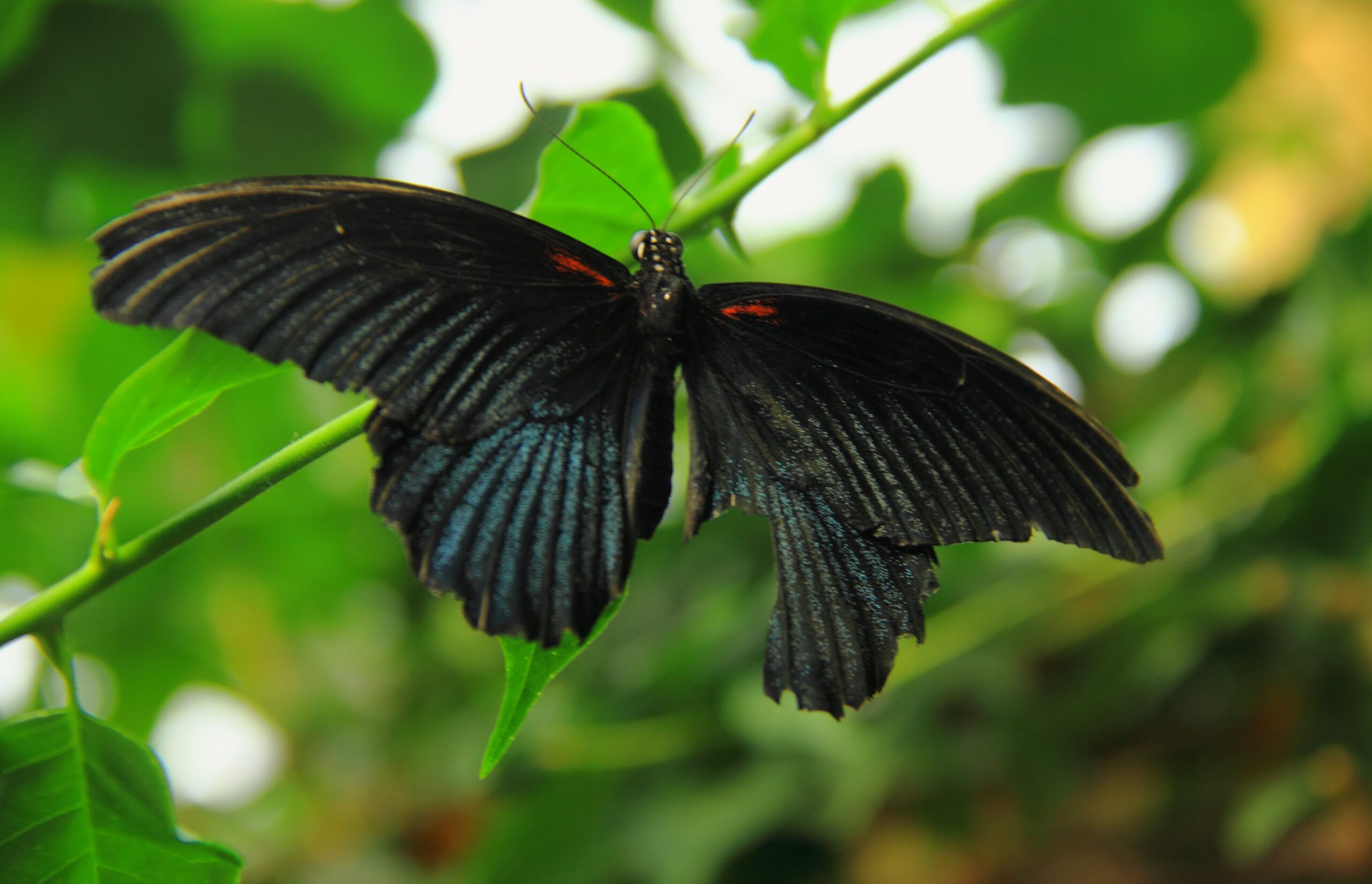 mariposa negra que significa foto de mariposa negra esparcida en alas de flores