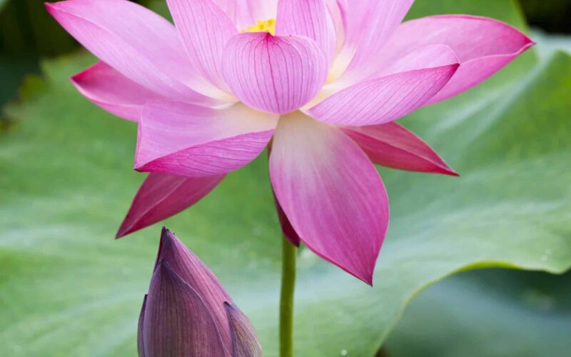 Símbolo de loto rosa perfecto y significado budista especial
