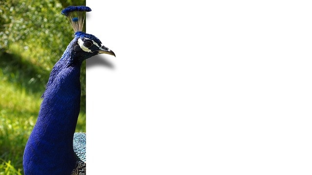 pavo real azul