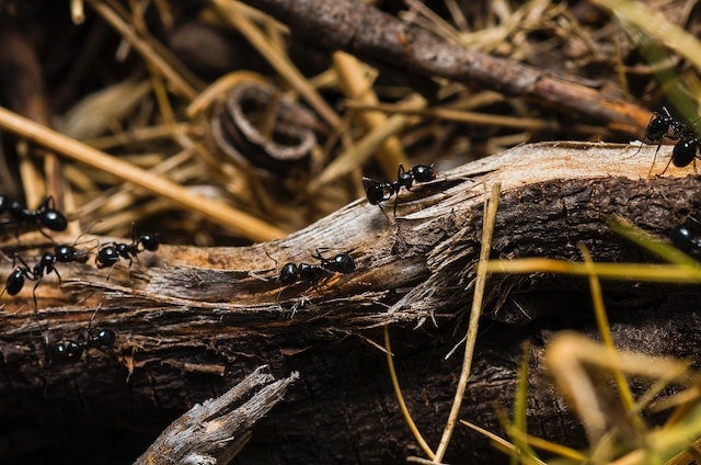 hormigas negras en el bosque