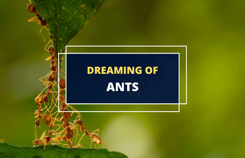 soñar con hormigas