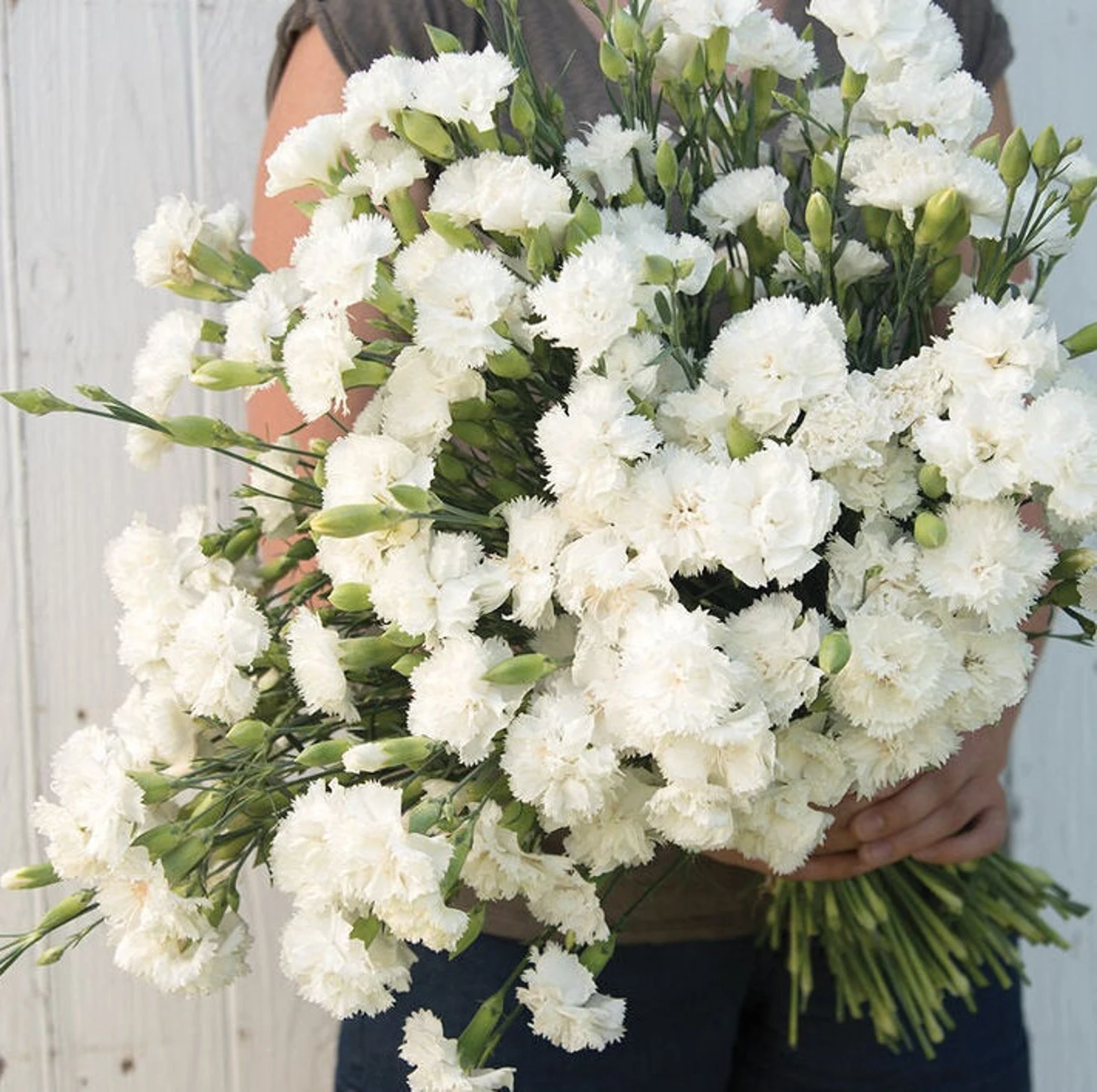 flor de clavel blanco