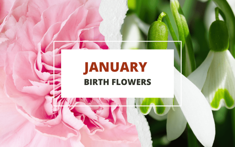 January birth flowers