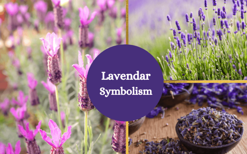 Lavender symbolism and meaning