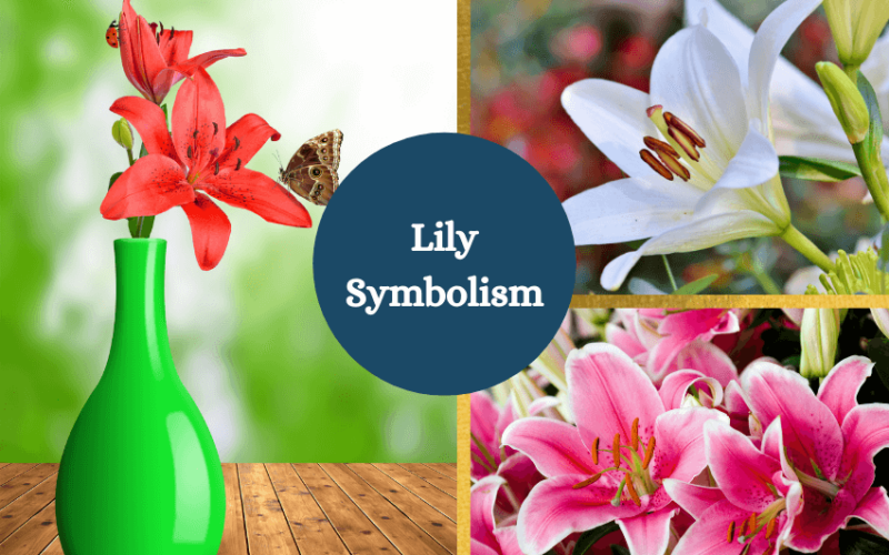 Lily meaning symbolism