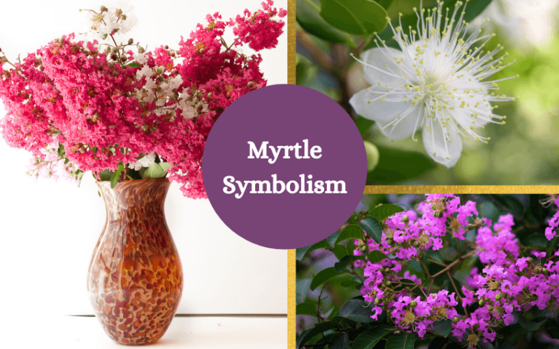 Myrtle flower symbolism