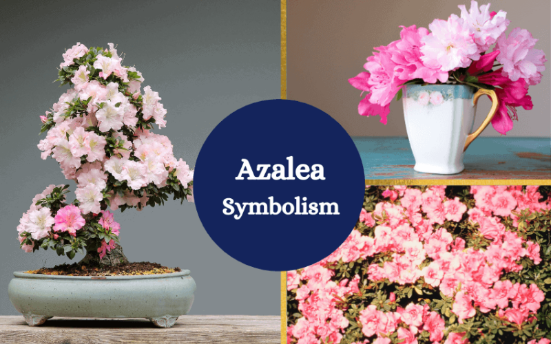Azalea flower symbolism