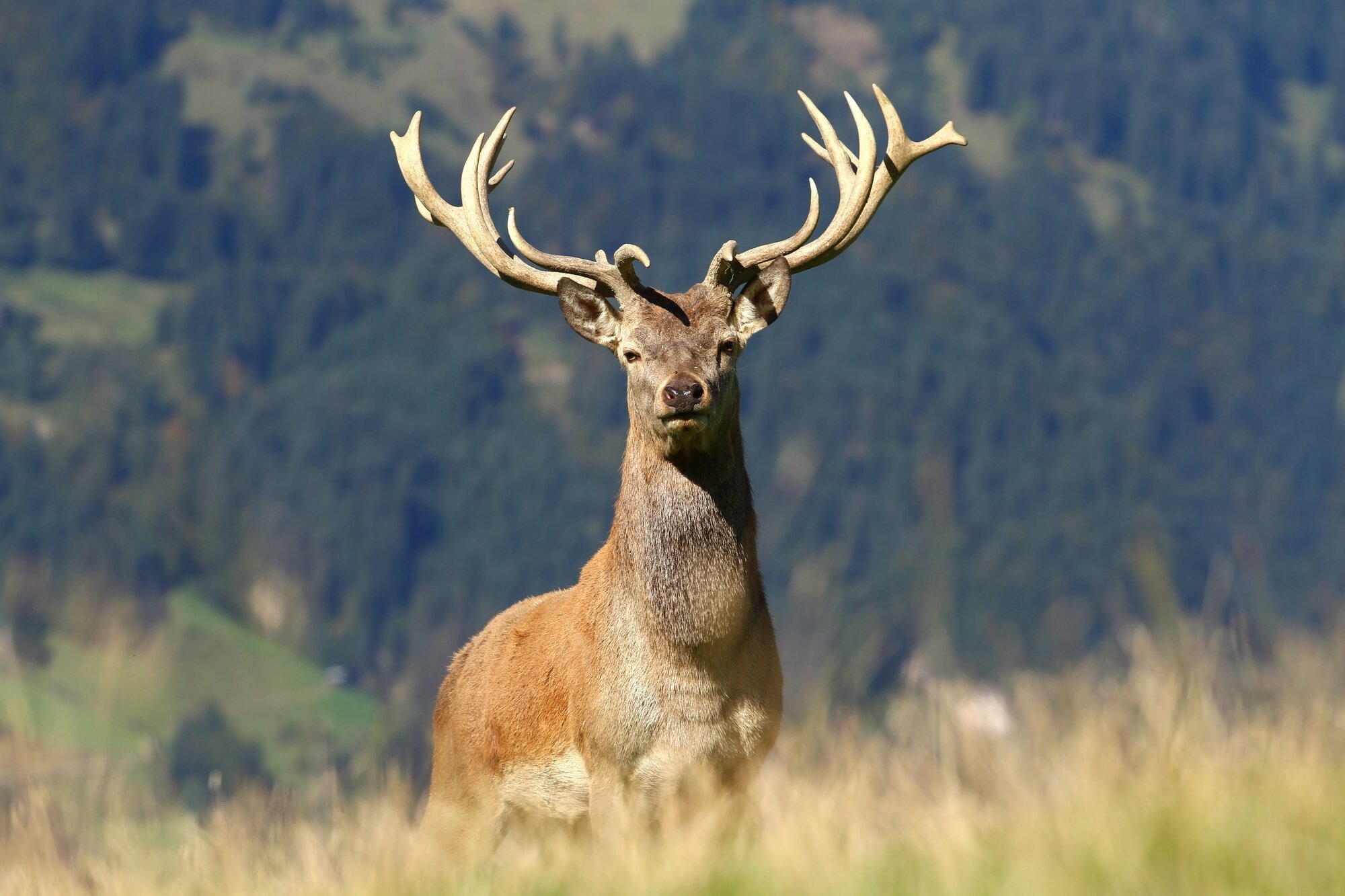 runa-algiz-significado-alce-de-pie-en-el-campo-con-cuernos