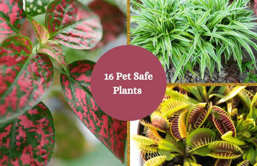 16 plantas seguras para mascotas