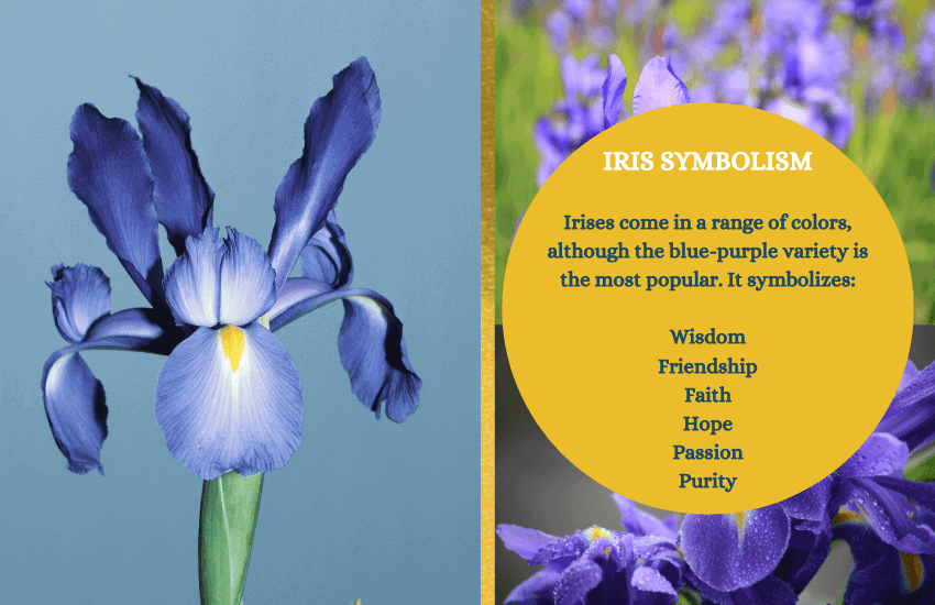 Simbolismo de la flor de iris