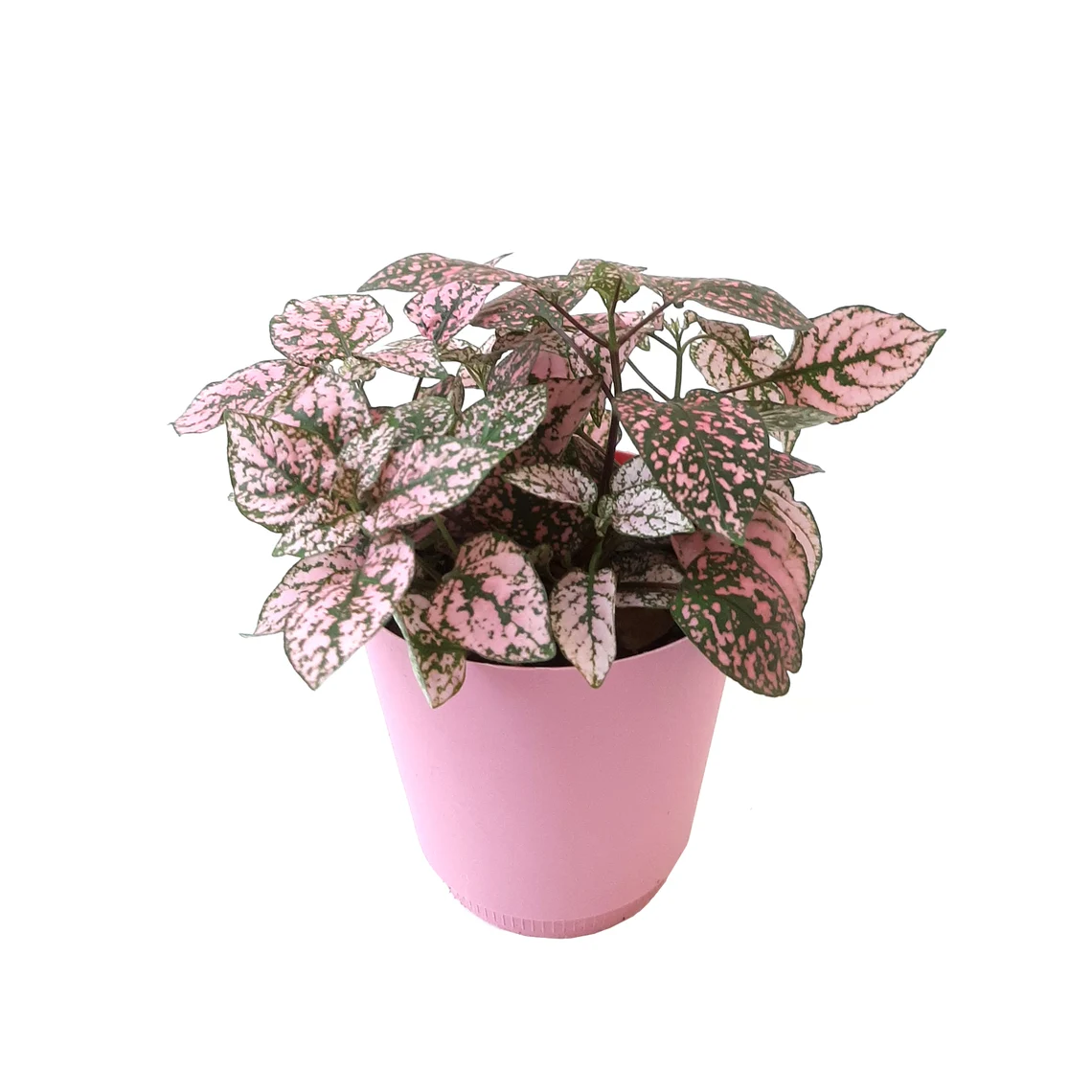 planta de lunares rosa