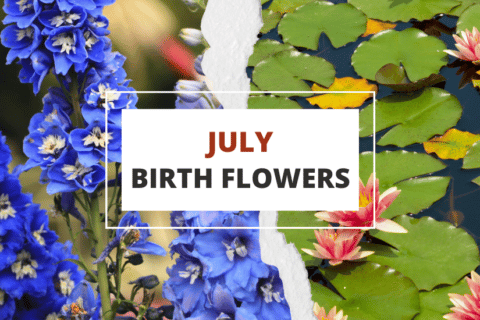 July birth flowers